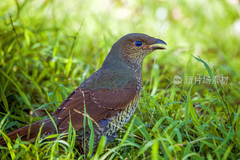 缎纹园丁鸟(Ptilonorhynchus violaceus)